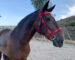 baroque vienna horse bridle Lazypony