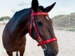 Red Baroque leather bridle Vienna Lazypony, flor de lis conchos and portuguese buckles