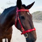 Red Baroque leather bridle Vienna Lazypony, flor de lis conchos and portuguese buckles