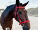 Red Baroque leather bridle Vienna Lazypony, flor de lis conchos and portuguese buckles