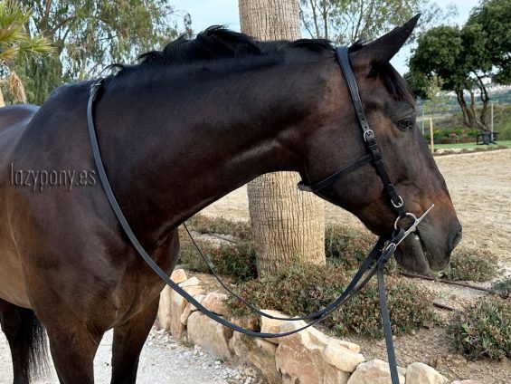 anatomical bridle