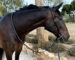 anatomical no noseband bridle Lazypony with reins