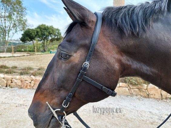 anatomical bridle