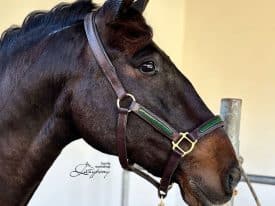 patent leather horse halter