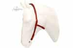 no noseband bridle Lazypony