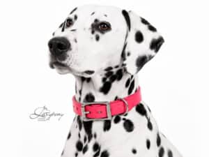 Plain Leather Dog Collar Classic with Name Tag Lazypony