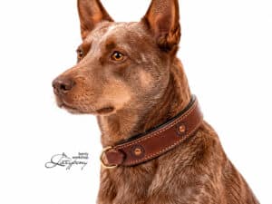 tooled dog collar with Name Tag