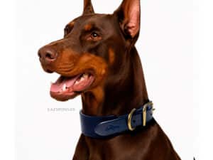 plain wide leather dog collar with name tag id lazypony