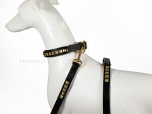 clincher dog collar and leash set