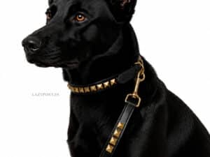 Pyramid Studded Collar with name tag and leash Lazypony