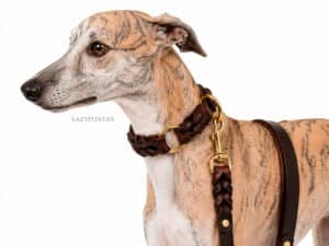 Plaited leather dog collar with leash Lazypony