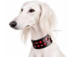 patent leather greyhound collar Lazypony