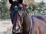 leather cross browband