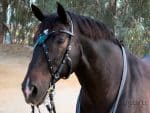 leather x-browband