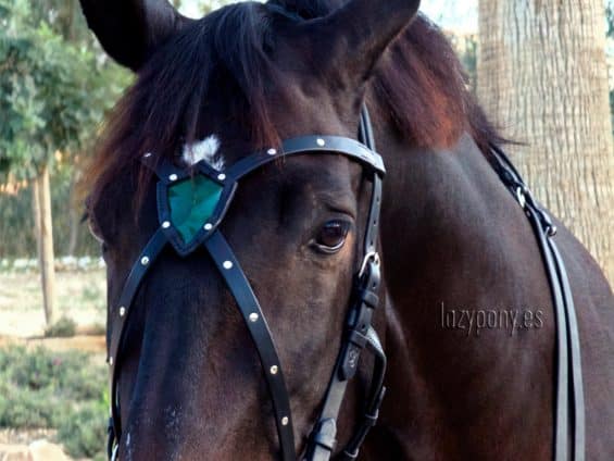 leather x-browband