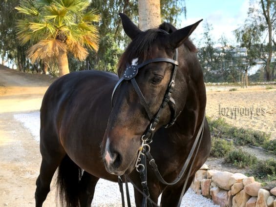 celtic x browband