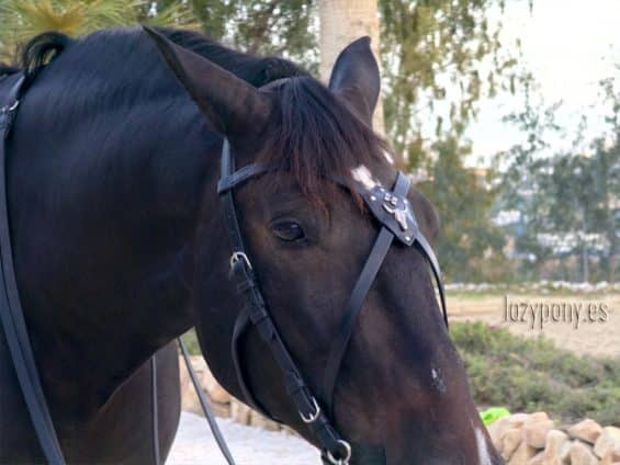 gothic cross x browband