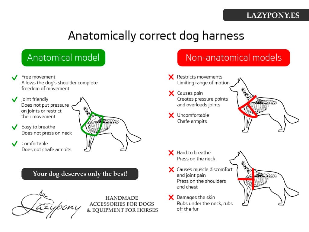 anatomically correct dog harness