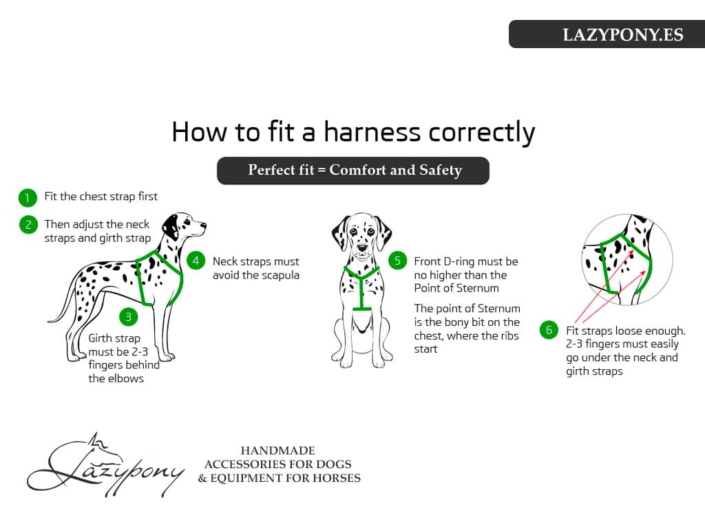 how to fit dog harness