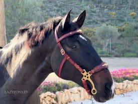 Baroque hackamore bridle Lazypony