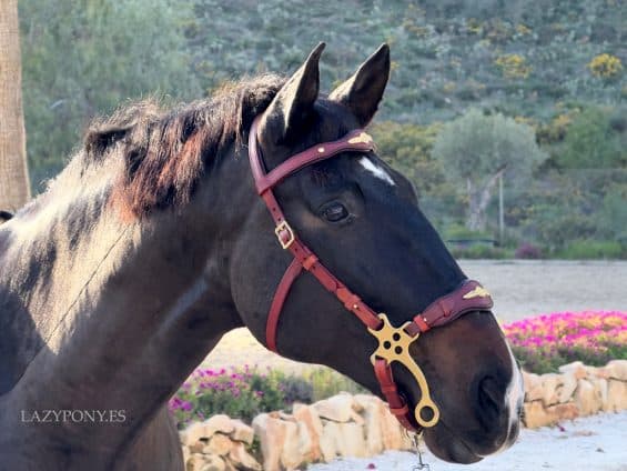 Baroque hackamore bridle Lazypony