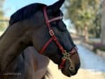 Baroque hackamore bridle Lazypony