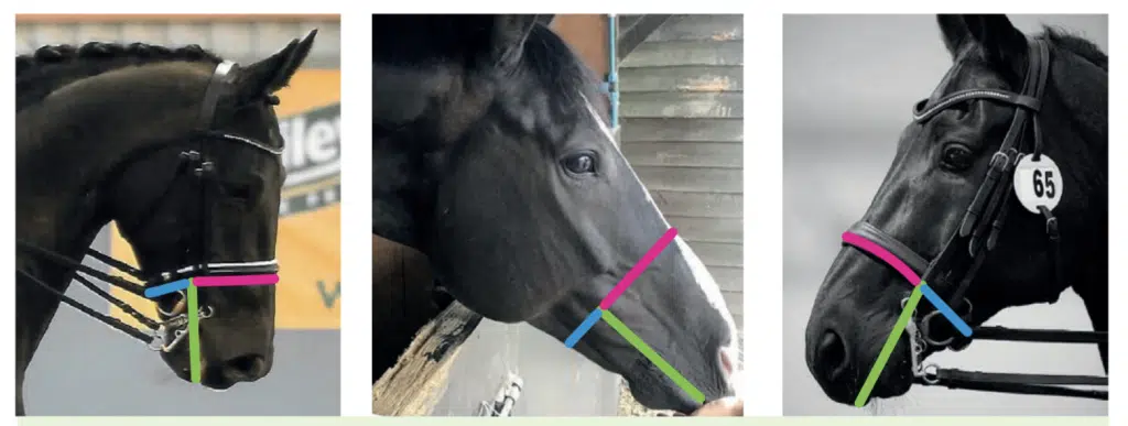 Image from worldhorsewelfare.org