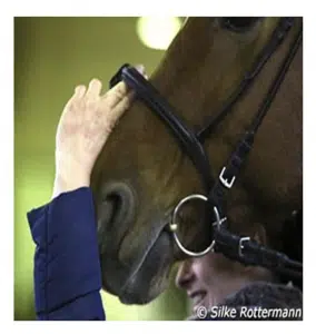 noseband fitting