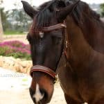 side pull bitless bridle Lazypony