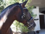 working equitation horse bridle Lazypony