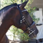 working equitation horse bridle Lazypony