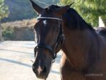 classic horse bridle Lazypony with clincher browband