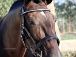 classic horse bridle Lazypony with silver clincher browband