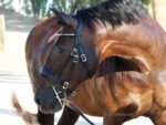 black custom horse bridle Lazypony with clincher browband