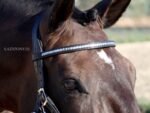 straight horse clincher browband Lazypony