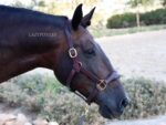 Brown leather horse halter with brass buckles Lazypony