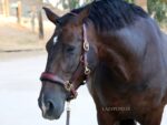 brown raised noseband horse halter Lazypony