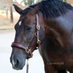 brown raised noseband horse halter Lazypony
