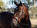 raised noseband leather halter classic lazypony