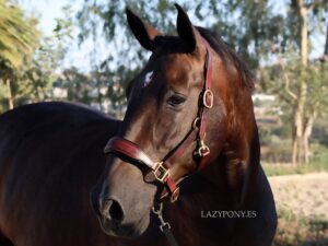 raised noseband leather halter classic lazypony