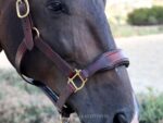 raised leather halter lazypony