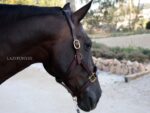 premiul leather halter classic lazypony