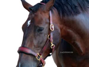 leather horse halter lazypony