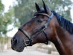 Padded Anatomical Clincher Bridle Lazypony