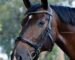 Academic Cavesson Bridle Lazypony