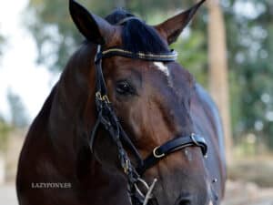 Anatomical cavesson horse bridle Lazypony