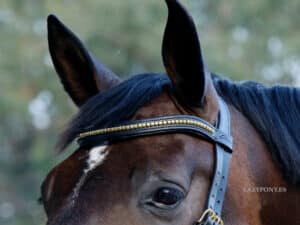 Wave clincher browband Lazypony
