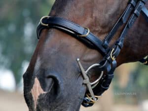 bitless cavesson noseband Lazypony