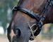 bitless cavesson noseband Lazypony