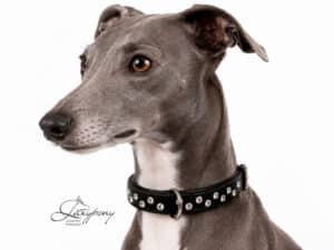 rhinestone dog collar with name tag Lazypony